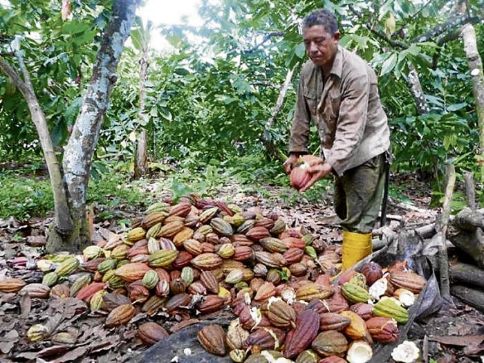 Por La Ruta Del Cacao Nodal Cultura